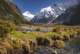 New Zealand 2025 (1 group) (11/66)